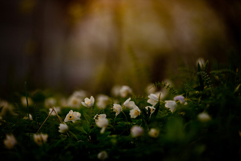 White Flowers in Grass — Serene, Spring, Photograph, Greenery