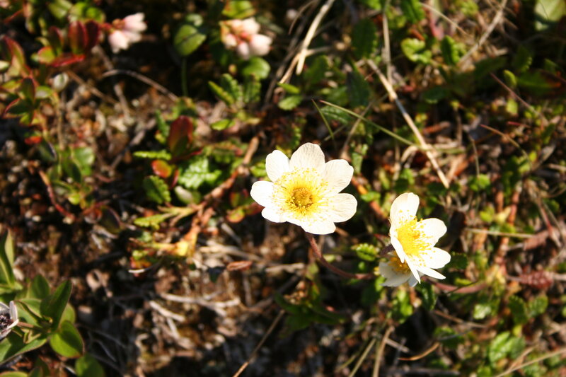 White Flowers in Grass — Serene