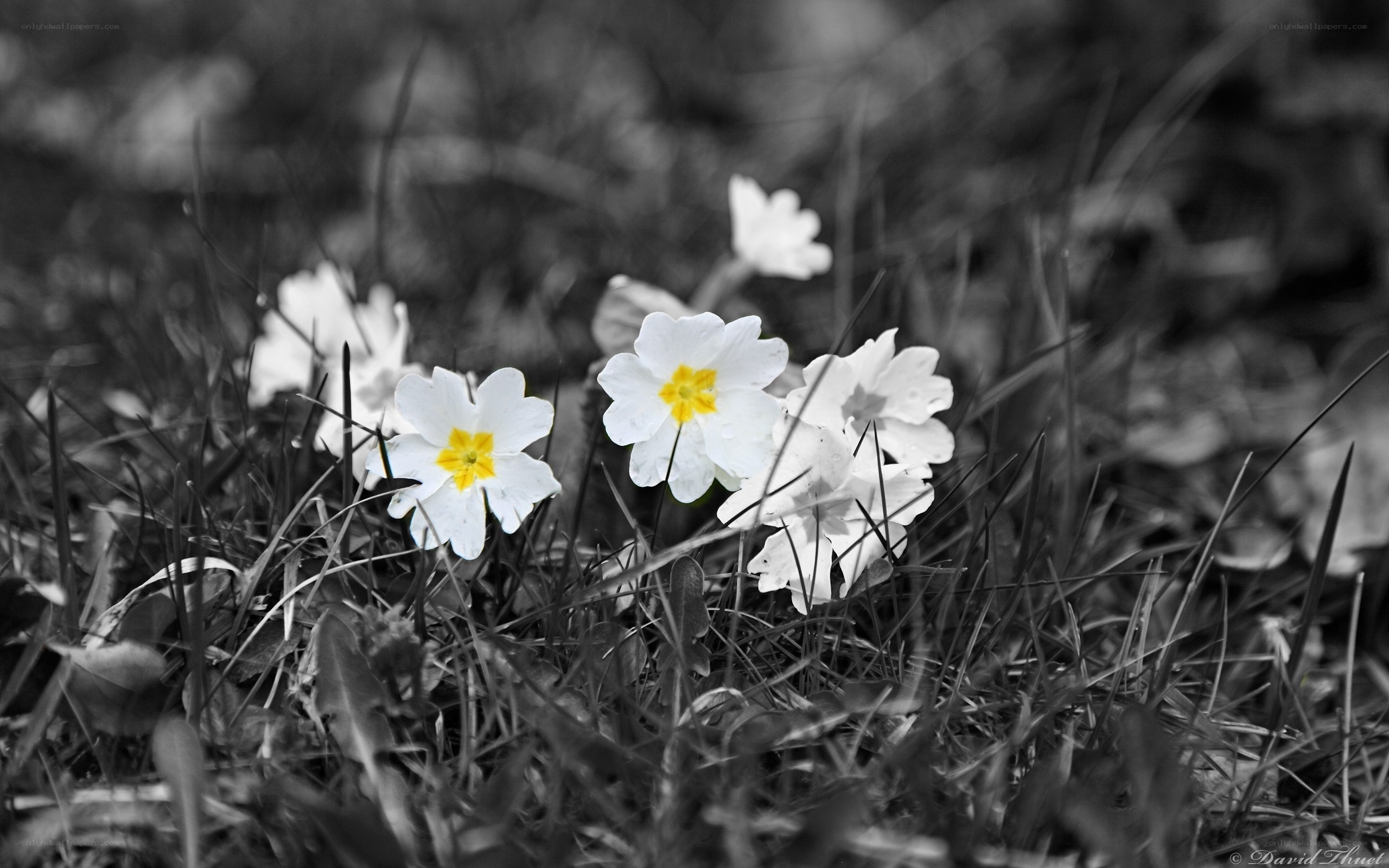 White flowers in grass