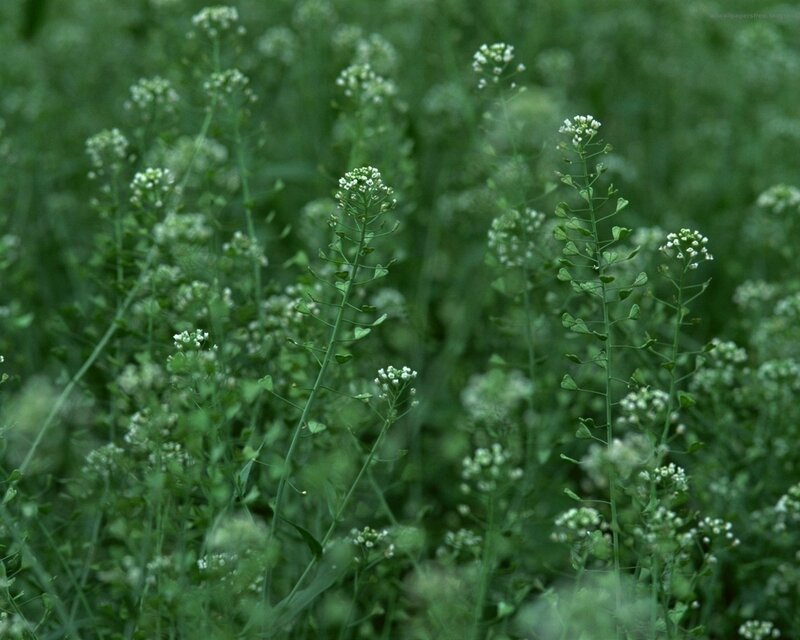 White Flowers in Green Field — Calm
