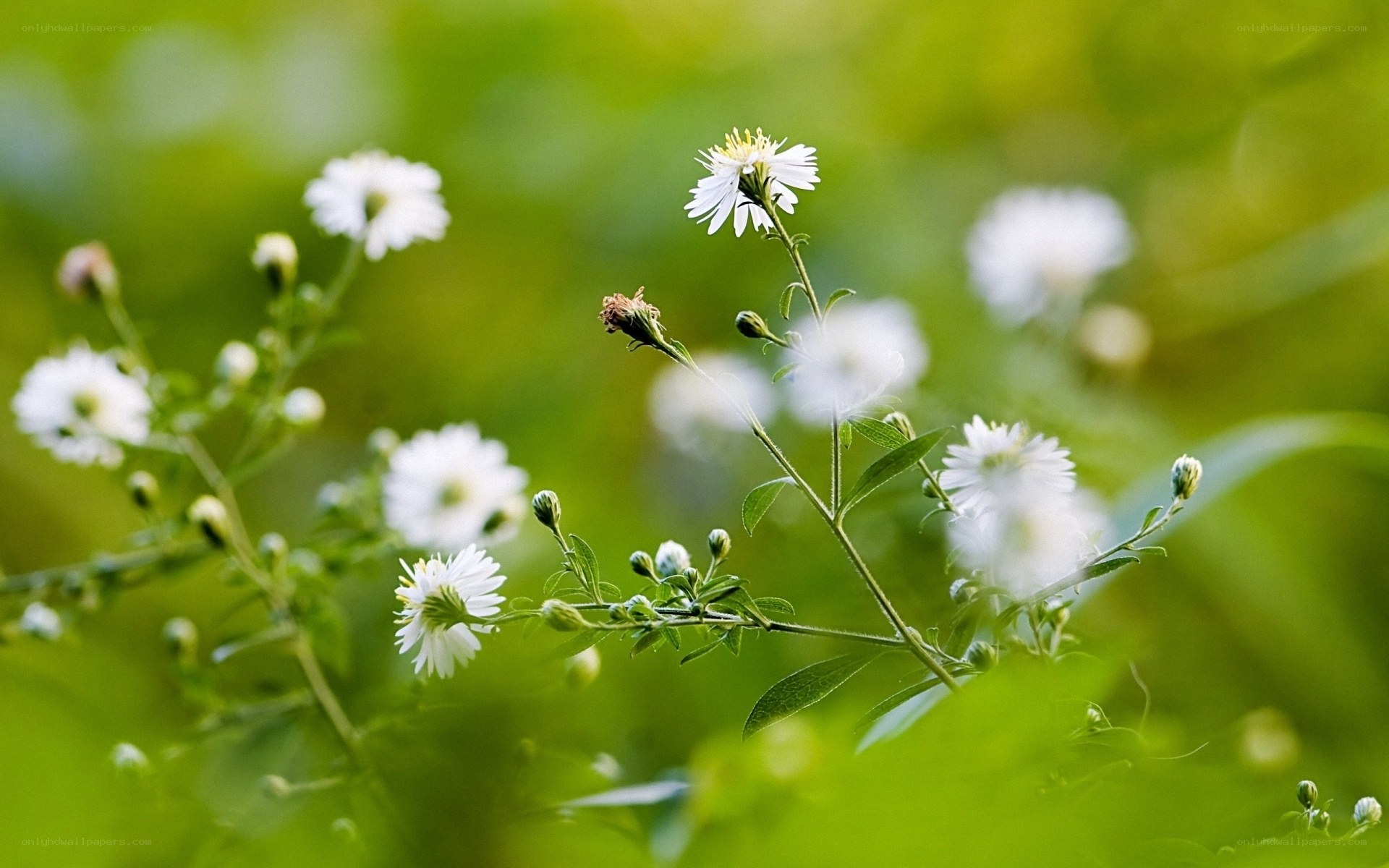 White flowers in green field