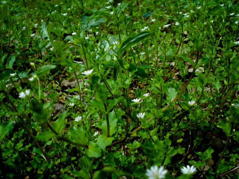 White flowers in green foliage