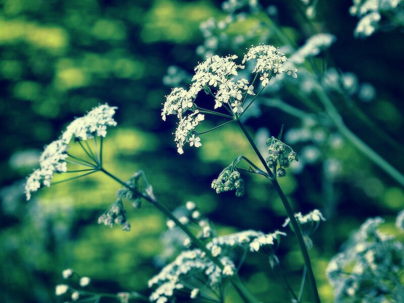 White flowers in green foliage