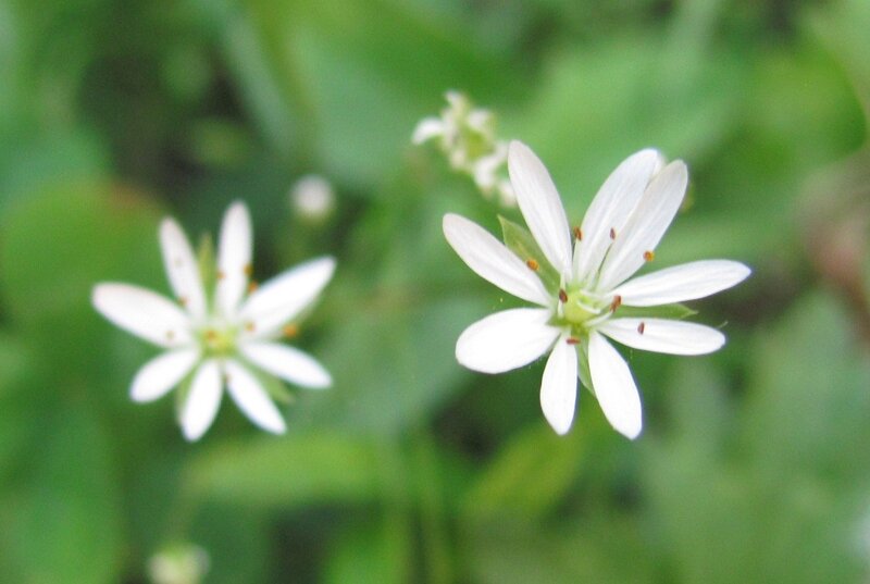 White flowers in green foliage