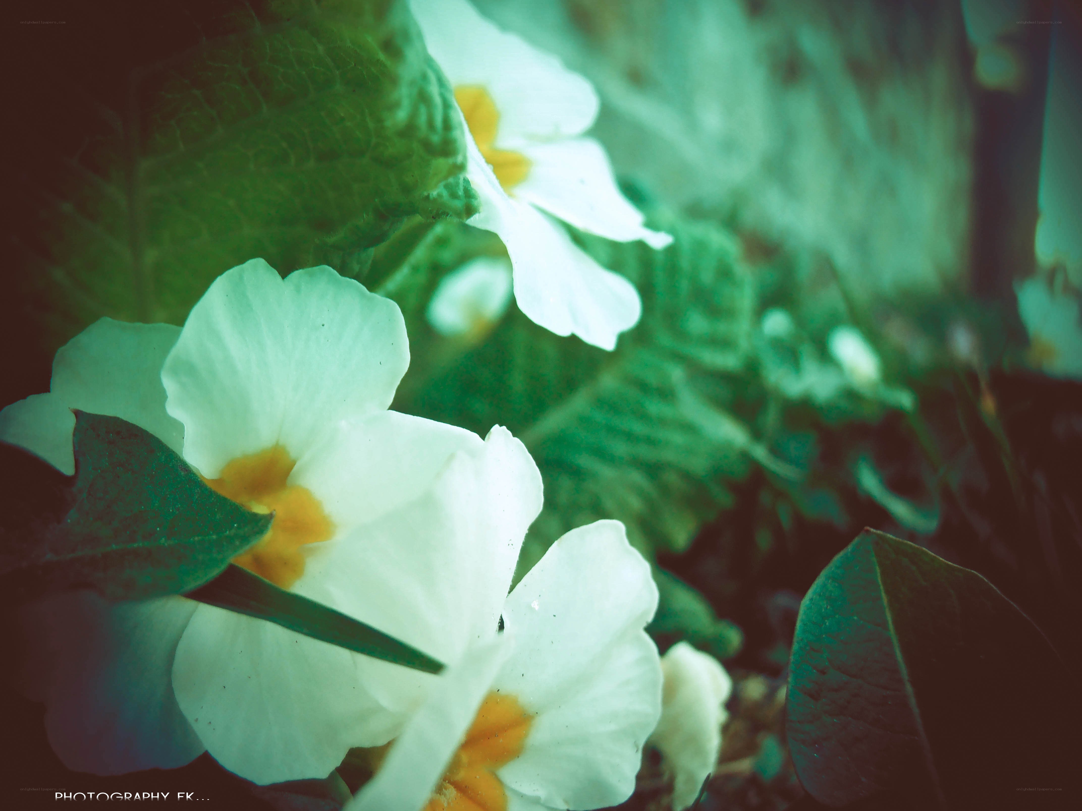 white flowers in green foliage