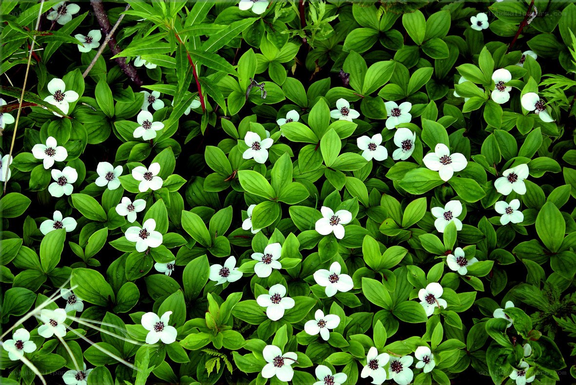 White flowers in green foliage