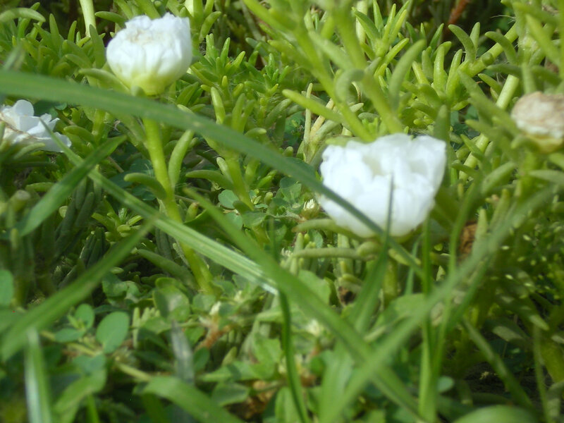 white flowers in green foliage