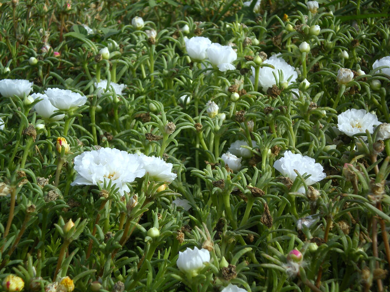 White flowers in green foliage
