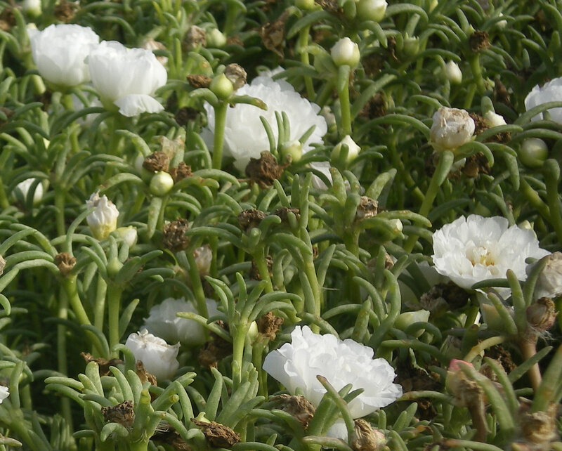 White flowers in green foliage