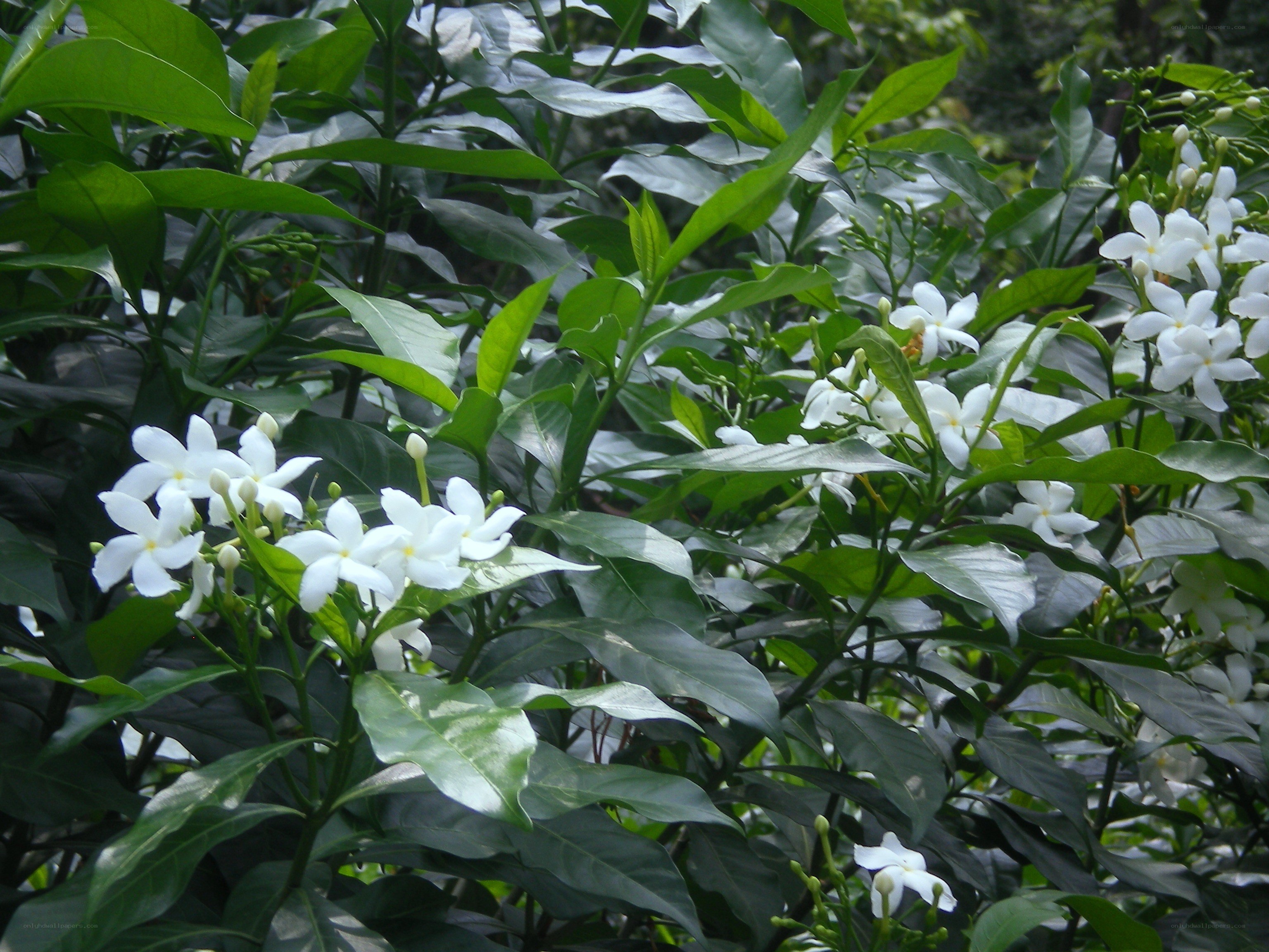 white flowers in green foliage