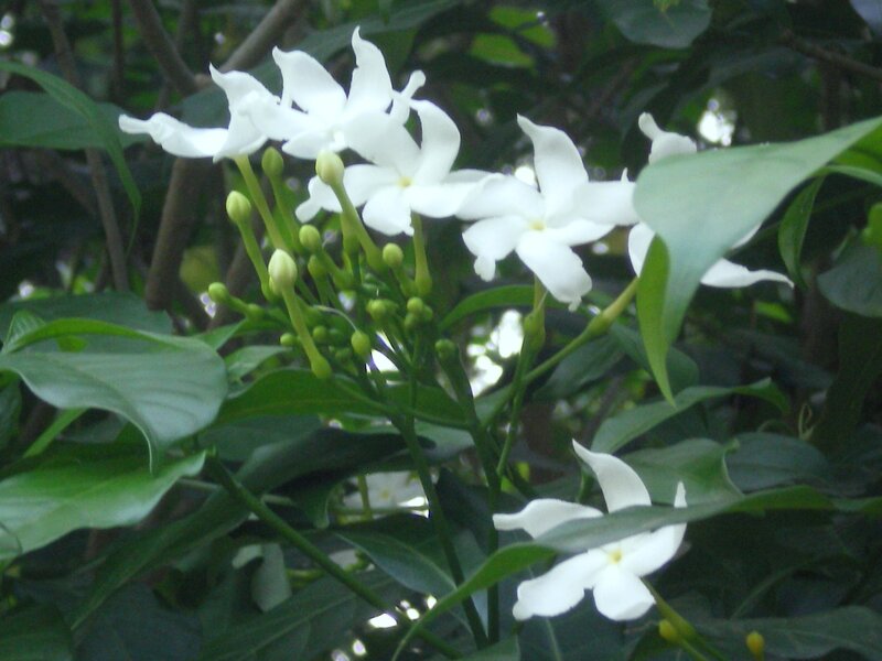 white flowers in green foliage