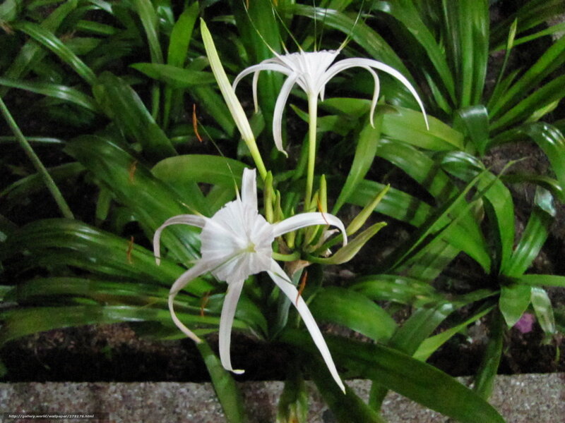 White flowers in green foliage