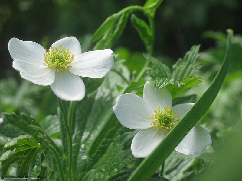 White flowers in green foliage