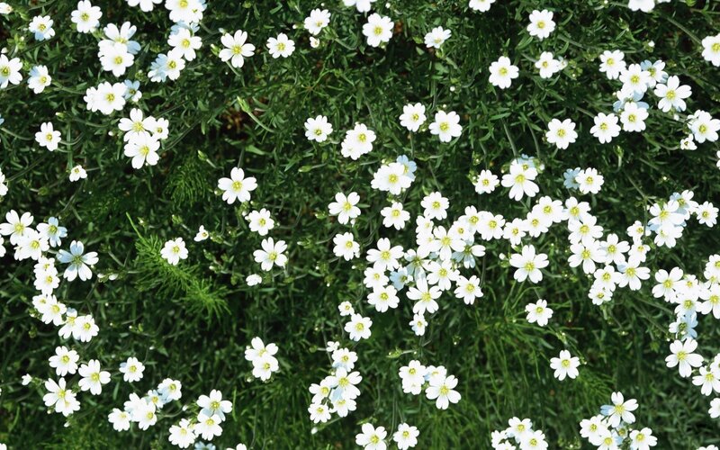 White Flowers in Green Foliage — Calm, Afternoon