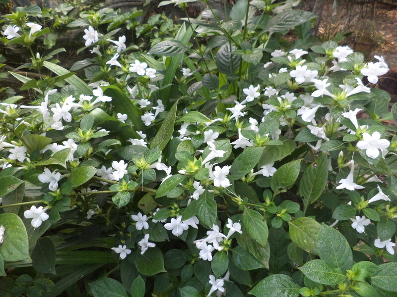 White Flowers in Green Foliage — Calm