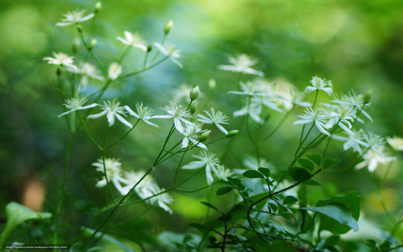 White Flowers in Green Foliage — Serene