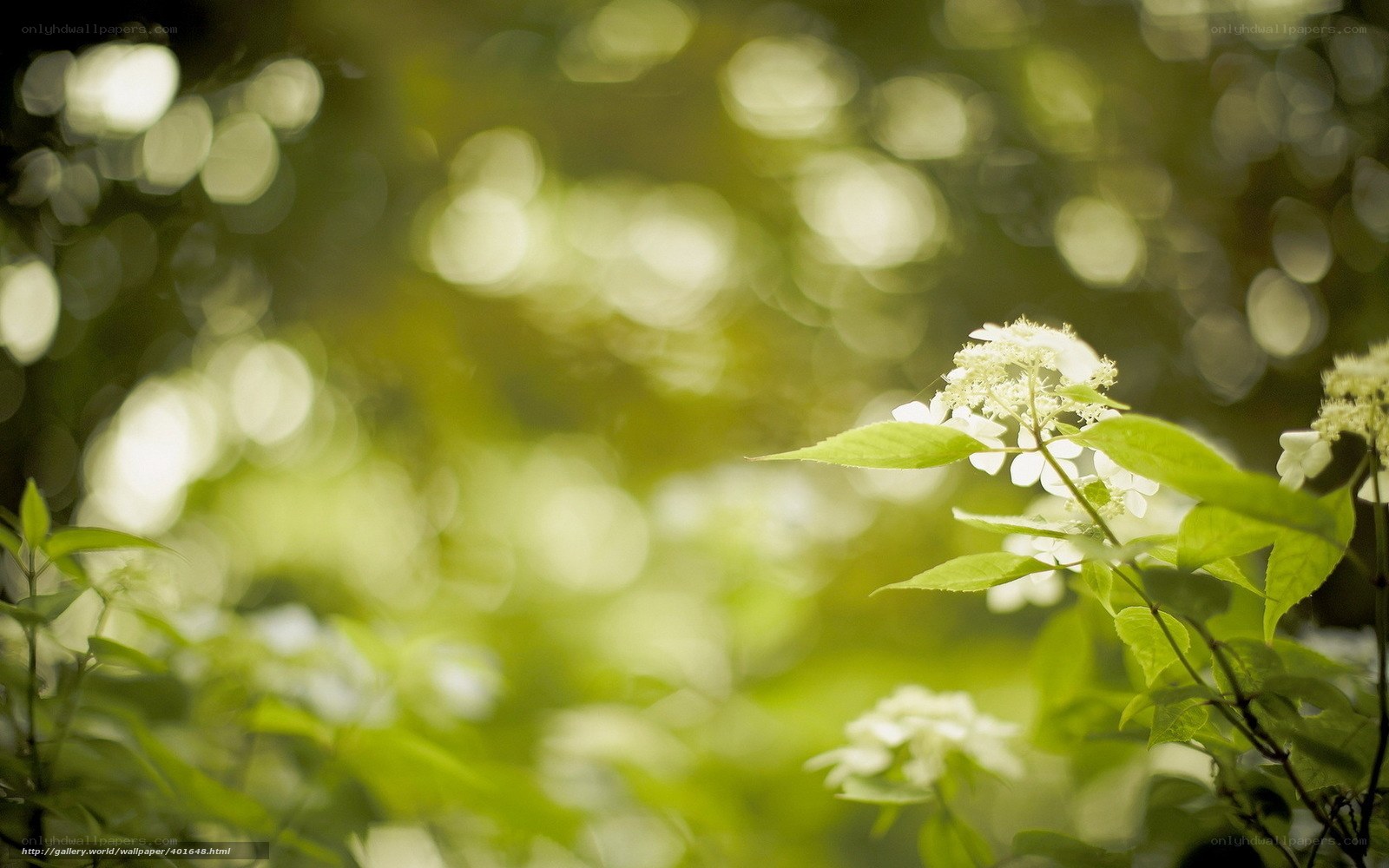 White flowers in green forest