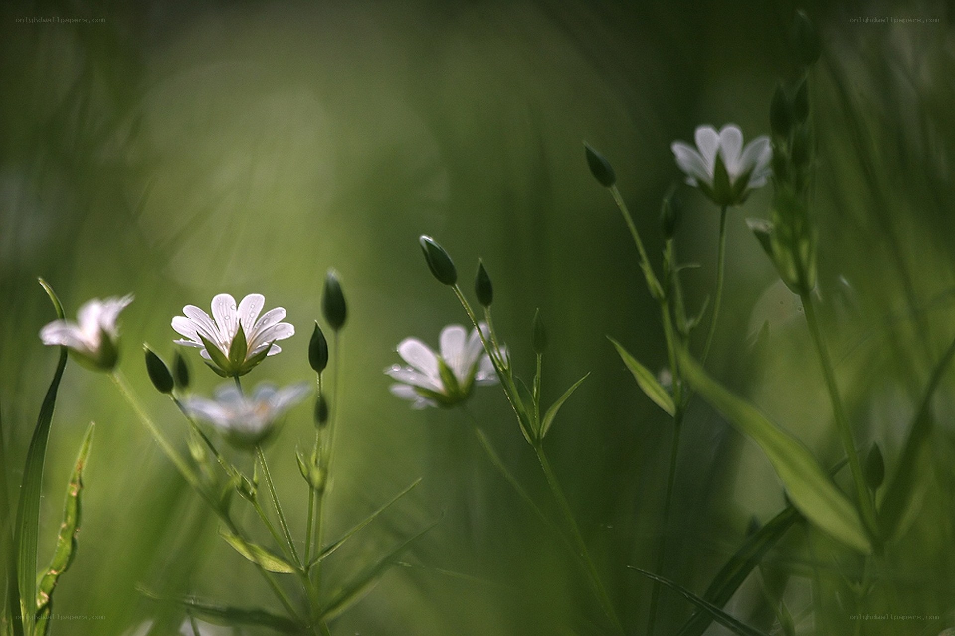 White flowers in green grass