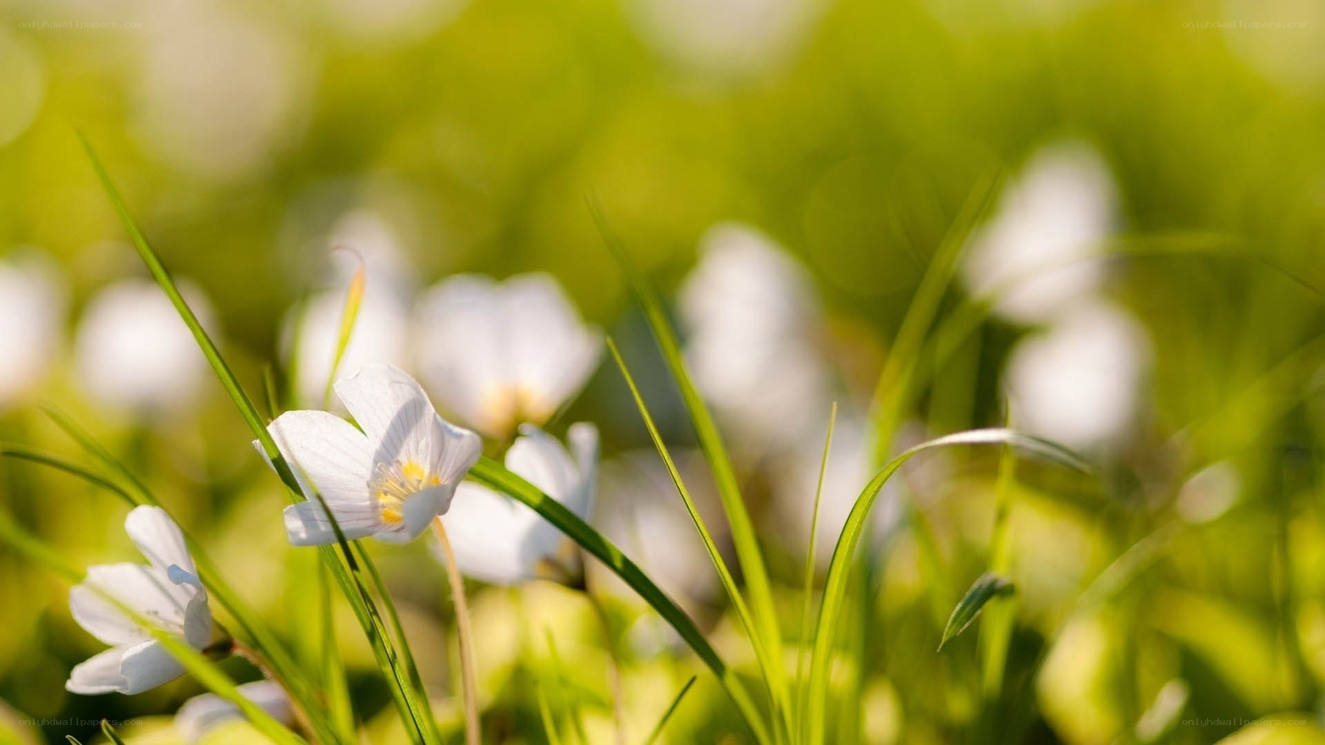 White flowers in green grass