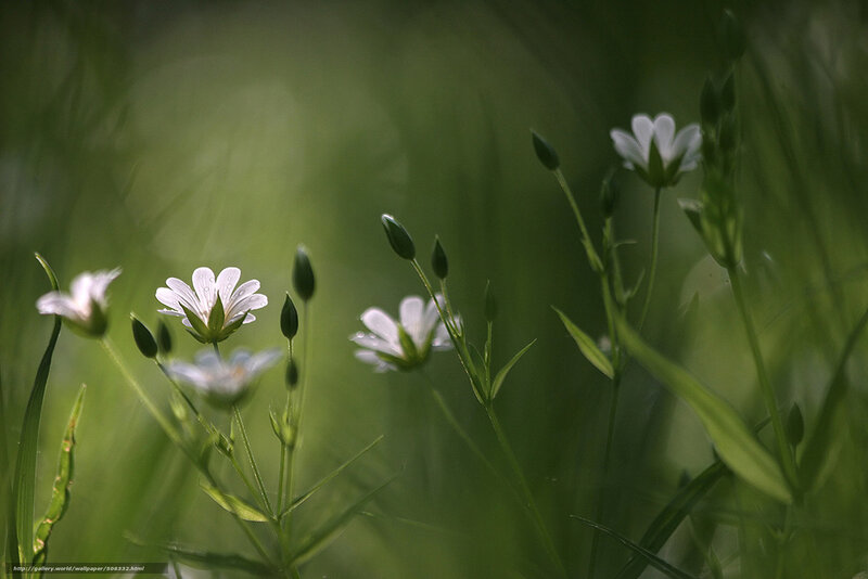 White flowers in green grass