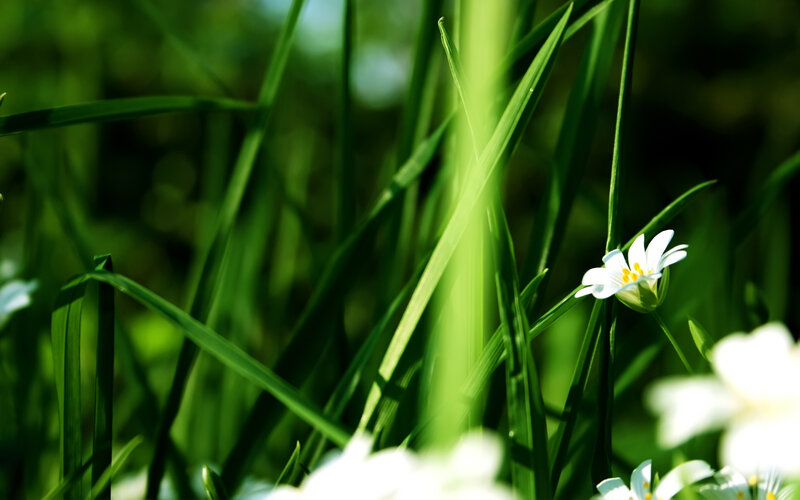 White flowers in green grass