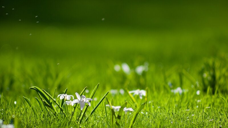 White flowers in green grass