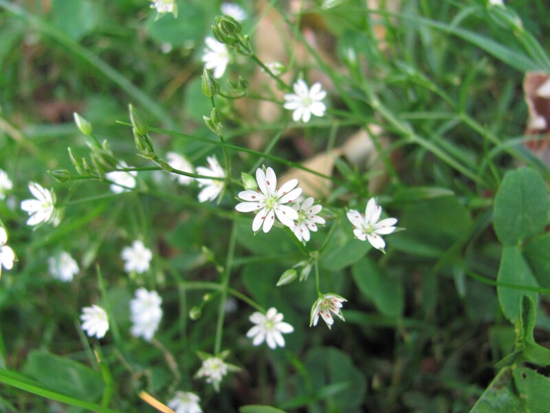 White flowers in green grass