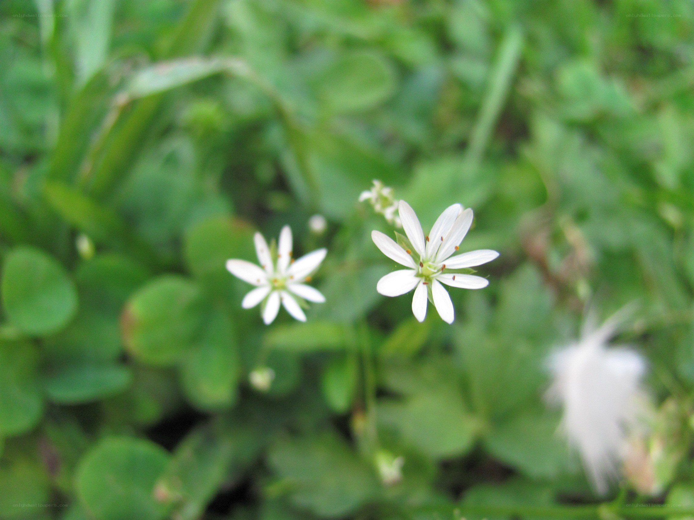 White flowers in green grass