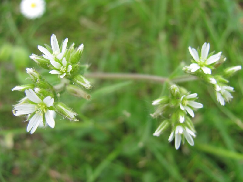 white flowers in green grass