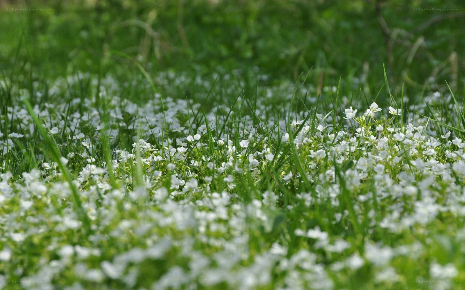 White flowers in green grass
