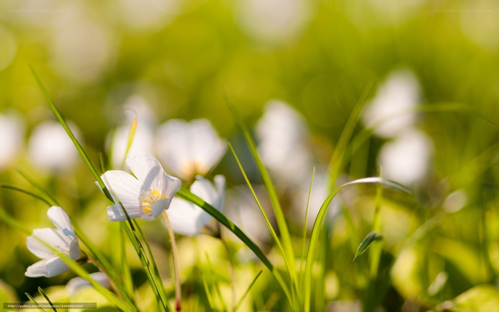 White flowers in green grass