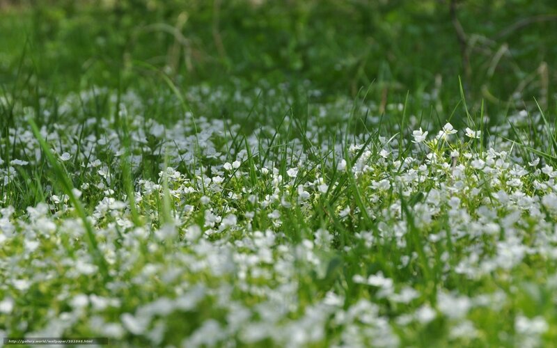 White flowers in green grass