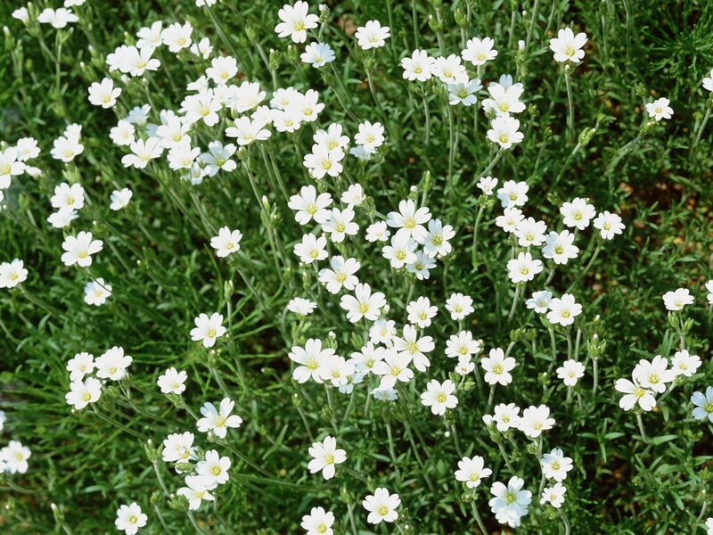 White Flowers in Green Grass — Serene, Afternoon, Photograph
