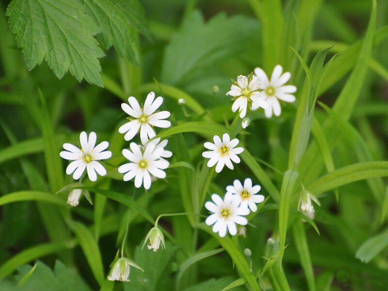 White Flowers in Green Grass — Serene, Spring, Photograph