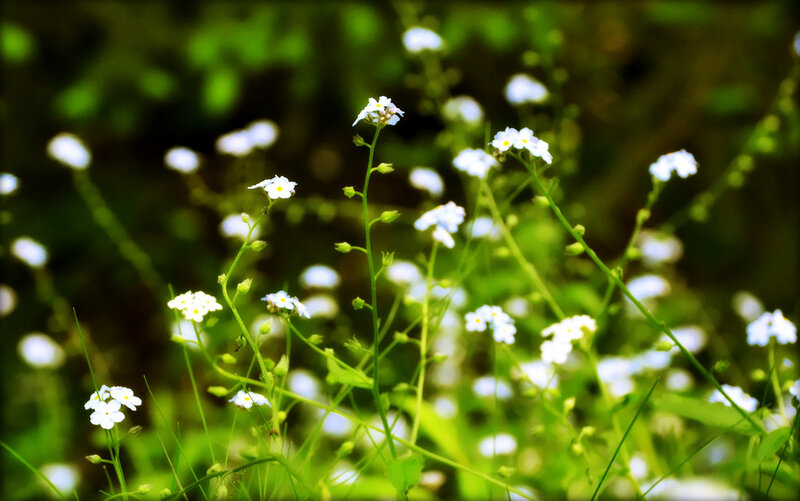 White Flowers in Green Grass — Serene