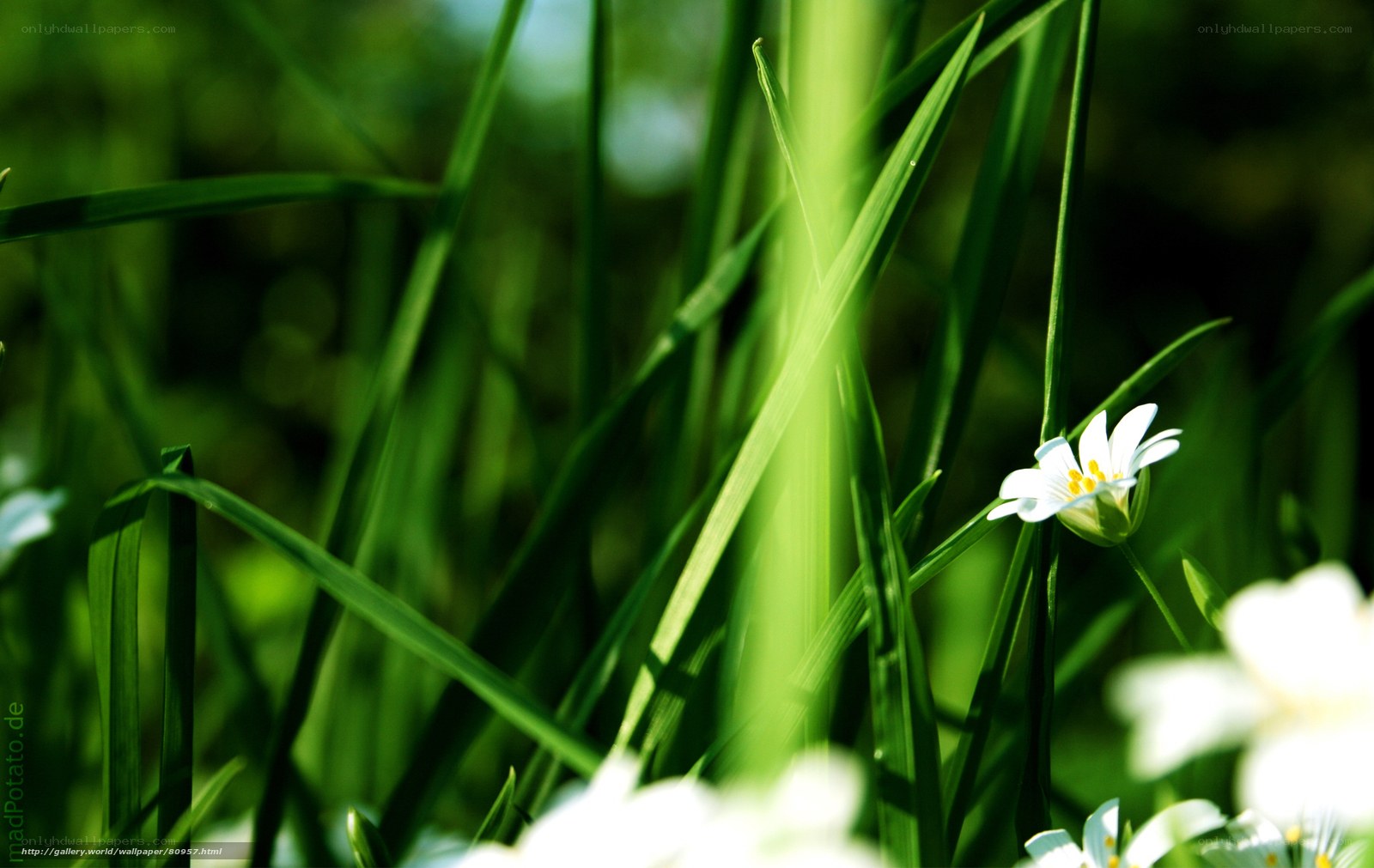 White flowers in green grass