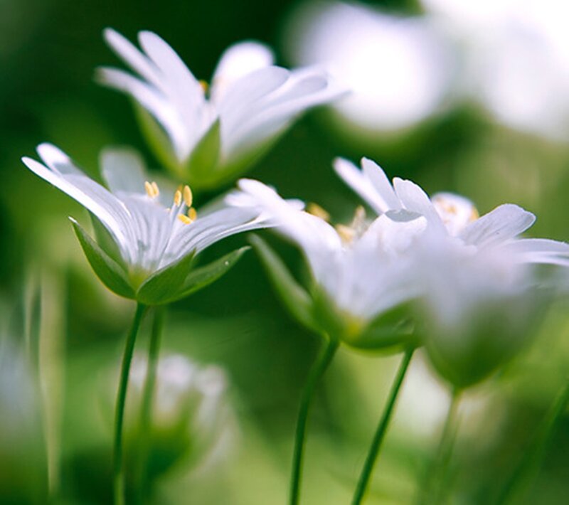White Flowers in Green