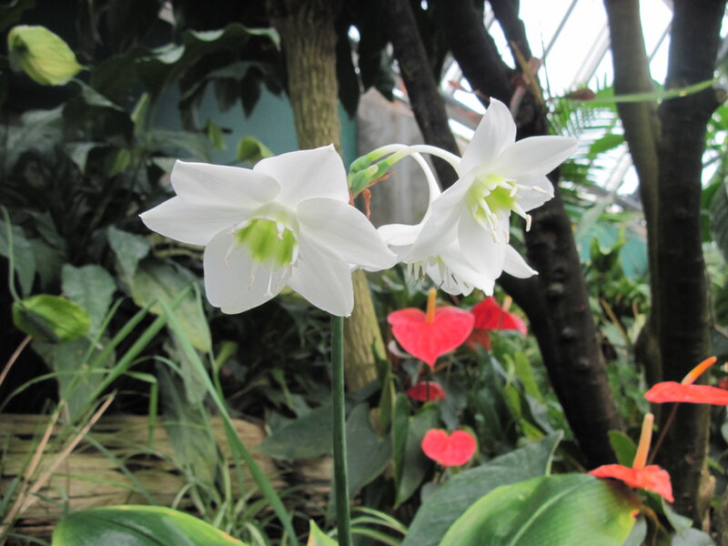White Flowers in Greenhouse