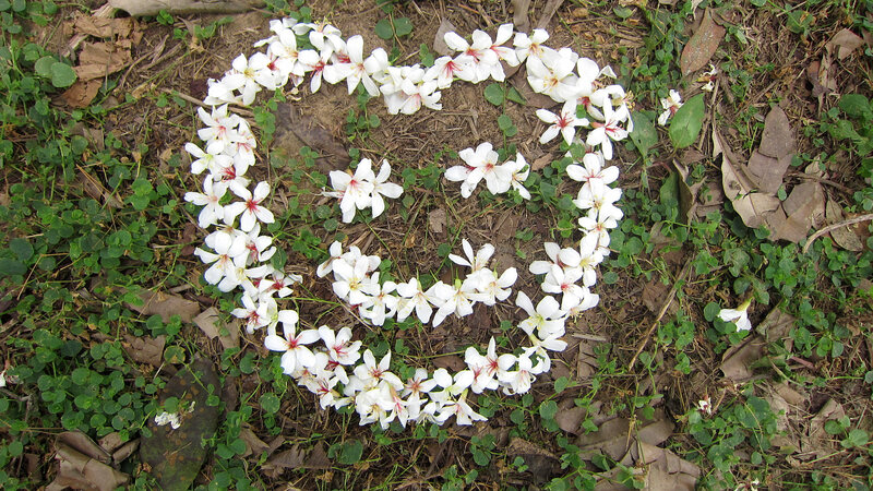 White Flowers in Heart Shape — Serene, Spring
