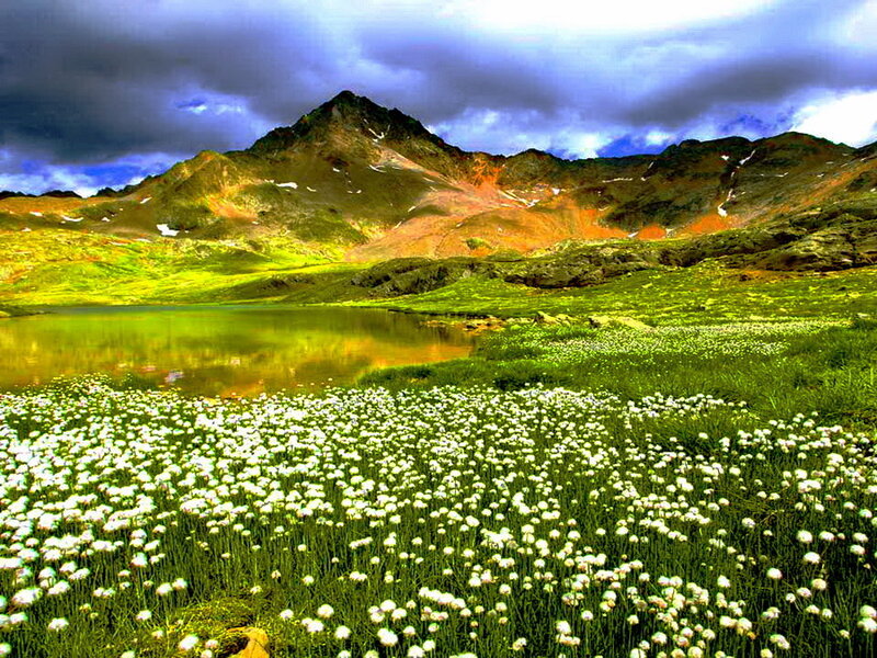 White Flowers in Meadow — Green, Dramatic