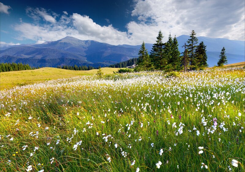 White Flowers in Meadow — Green, Serene, Afternoon