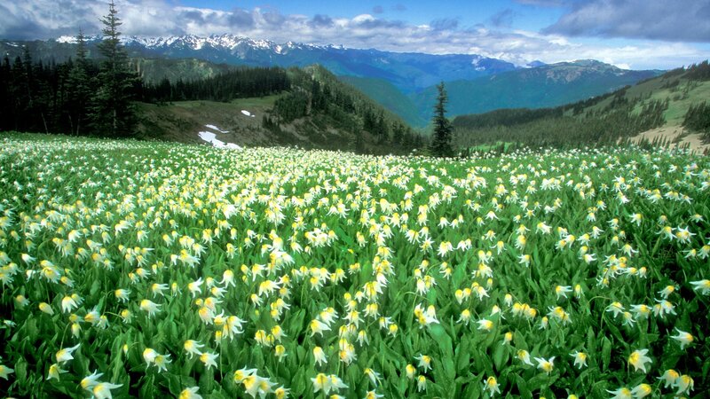 White Flowers in Meadow — Green, Serene, Spring