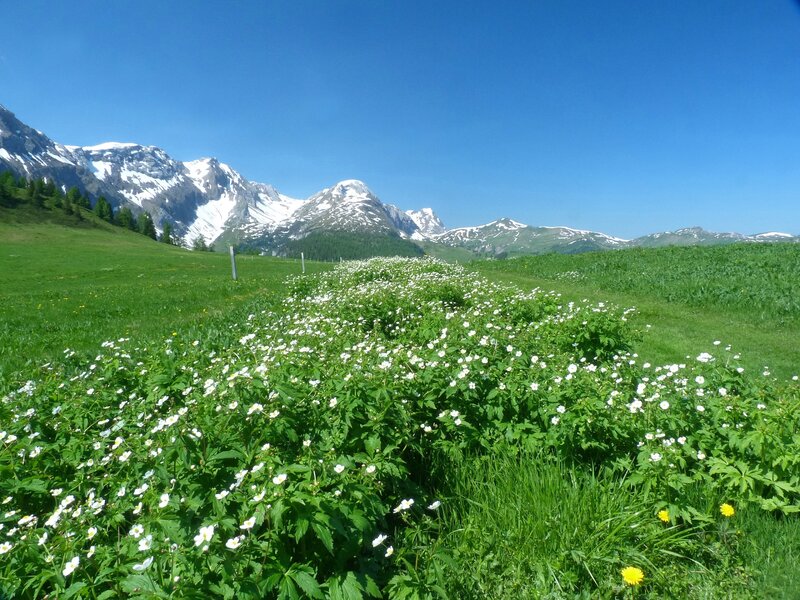 White Flowers in Meadow — Green, Serene