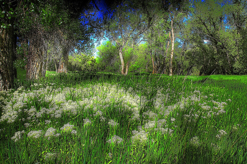White Flowers in Meadow