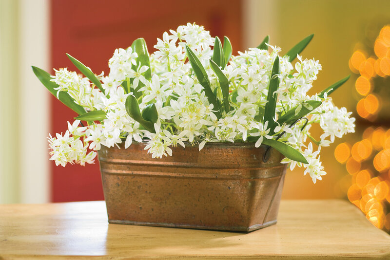 White Flowers in Metal Container
