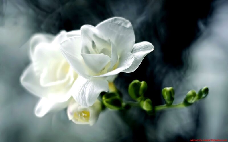 white flowers in mist