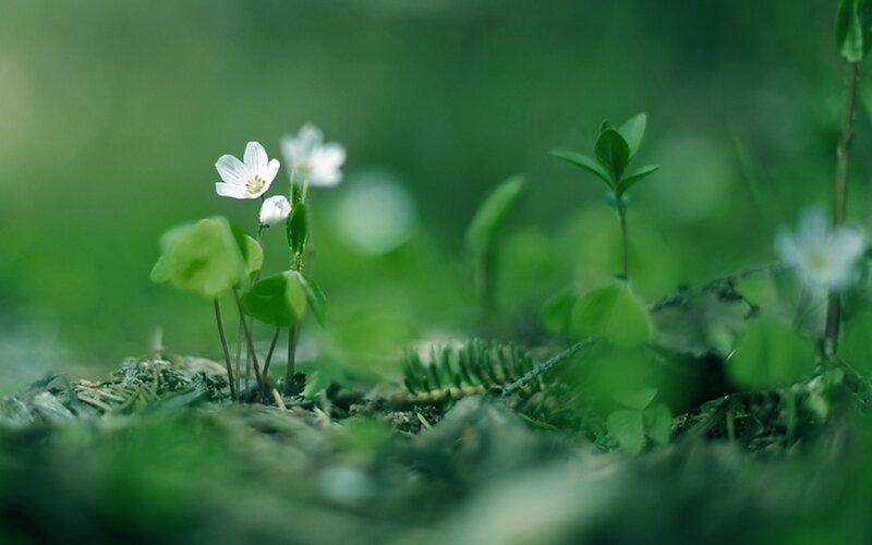 White Flowers in Moss — Green
