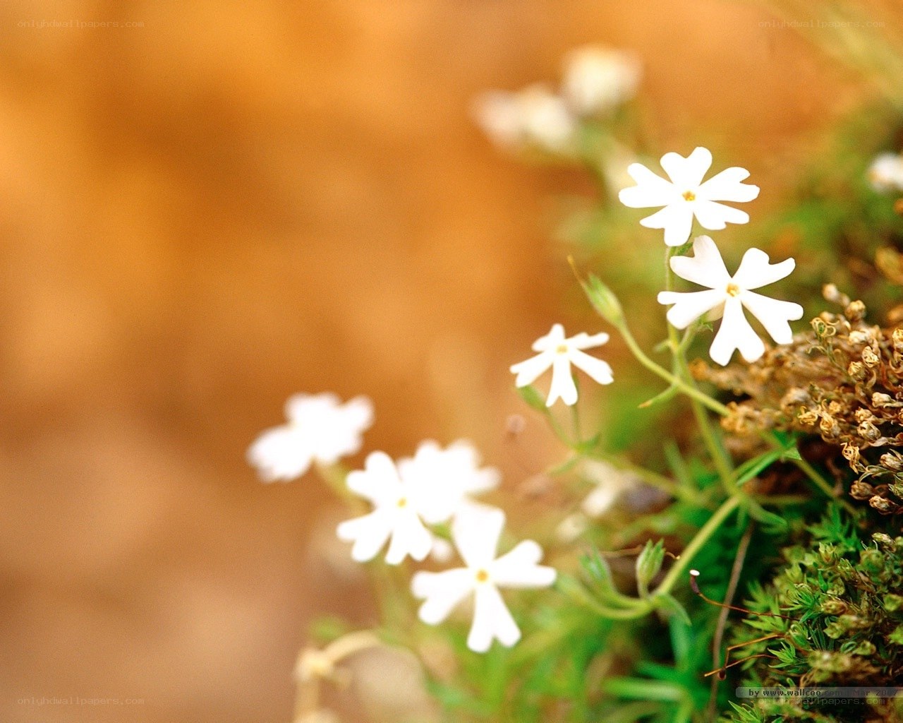 White flowers in moss