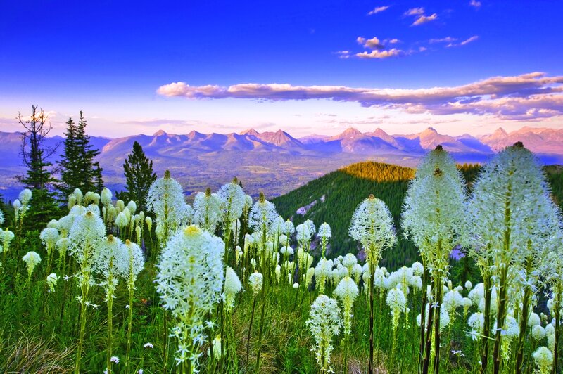 White Flowers in Mountain Field — Blue