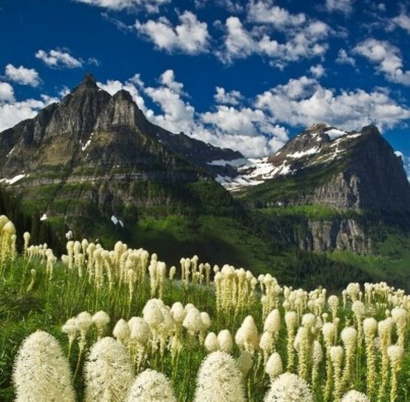 White Flowers in Mountain Field